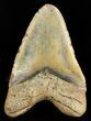 Massive, Megalodon Tooth - North Carolina #47422-2